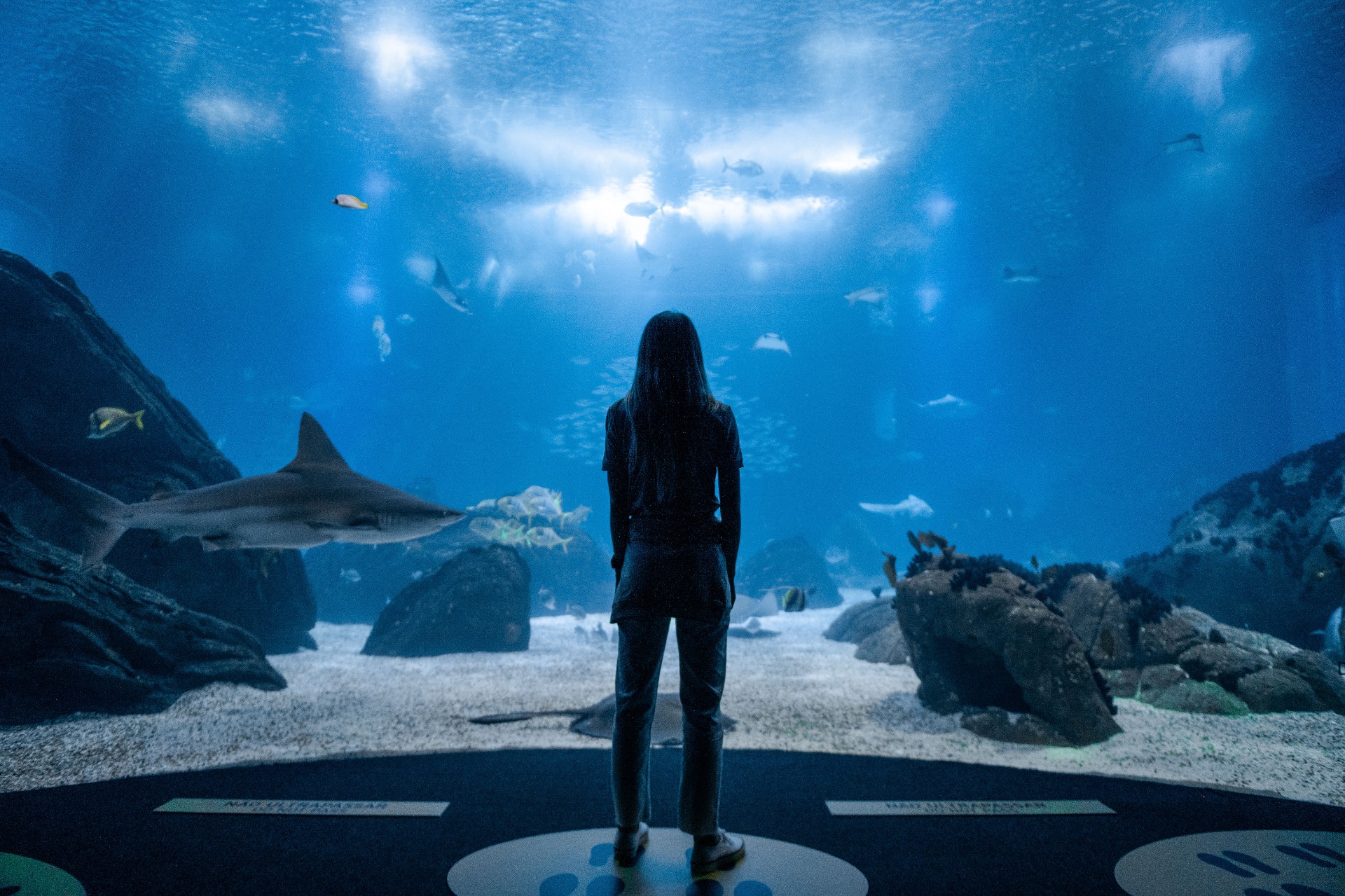 oceanario-lisboa 11258