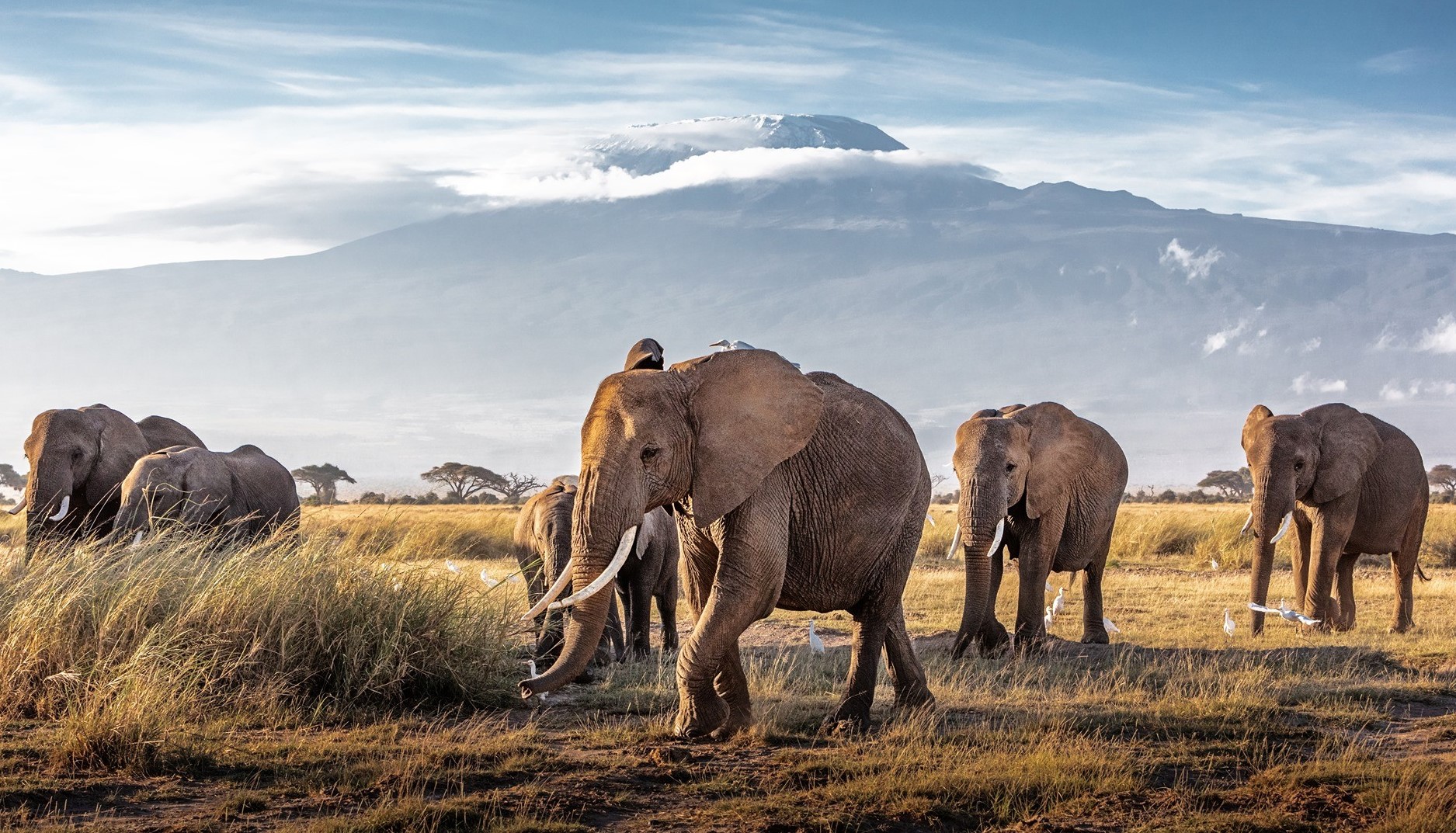 ofertas-de-viajes-a-kenia-safari 15411