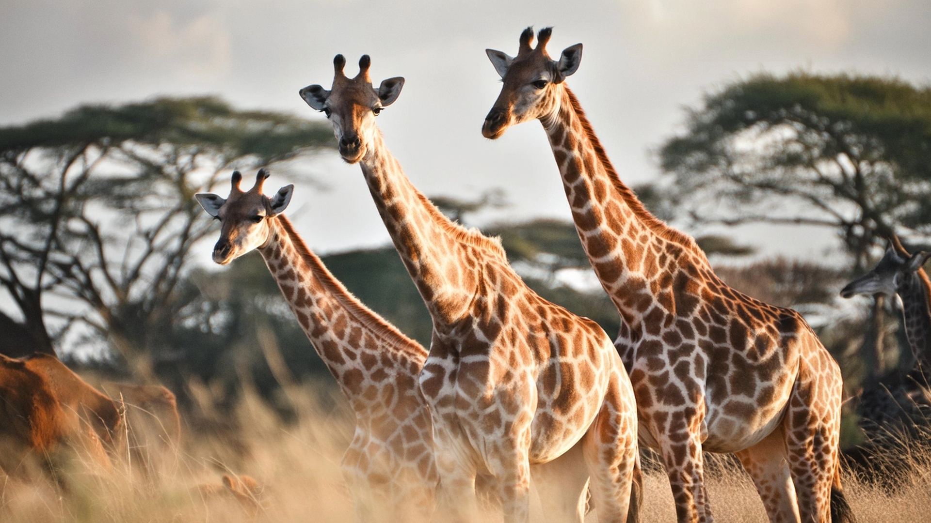 oferta-viaje-safari-kenia-desde-madrid 19681