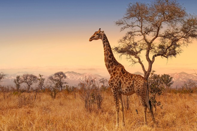 ofertas-de-viajes-a-sudafrica