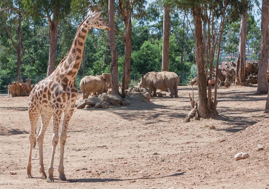 zoo-santo-inacio 24118
