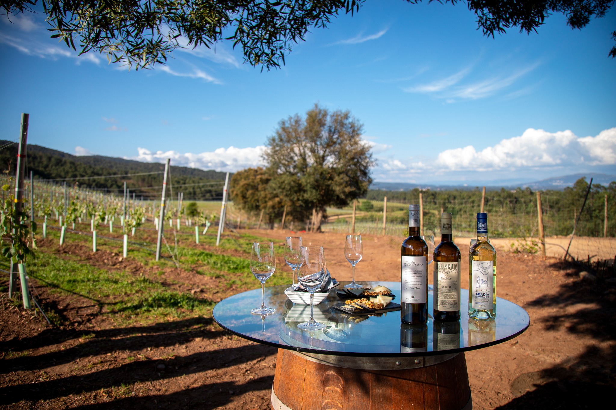 terras-gauda-visita-bodegas 24481
