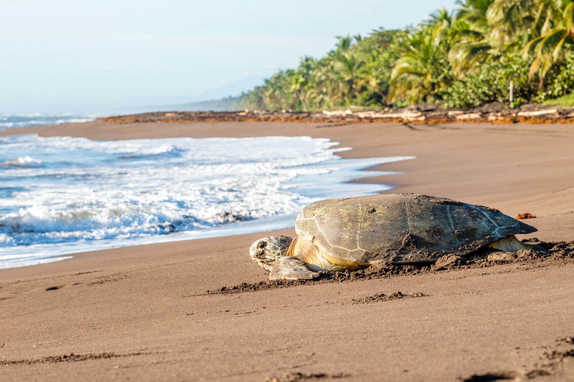 viaje-a-costa-rica-desde-madrid 26614