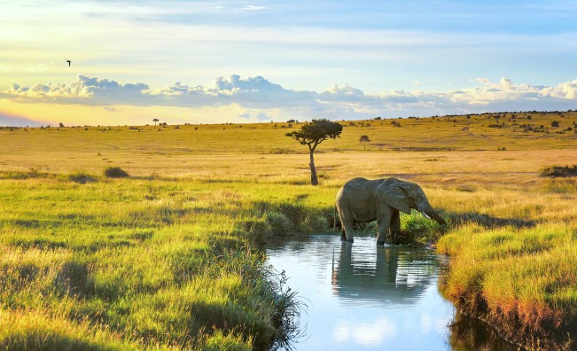 safari kenia